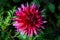 Close up bright pink dahlia flower growing outdoors