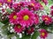 Close up of bright pink daisy (chrysanthemums) flowers