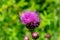 Close-up bright pink flower of melancholy thistle or Cirsium helenioides on blurred green natural background