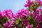 A close up of bright pink flowers of bougainvillea against the blue sky