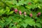 Close up of the bright pink flowers of the Dicentra plant in the shape of a heart. A beautiful garden perennial with the popular