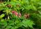 Close up of the bright pink flowers of the Dicentra plant in the shape of a heart. A beautiful garden perennial with the popular