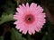 Close-up Bright Pink Gerbera Flower Garden in dark background