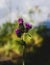 Close-up of a bright purple alpine thistle