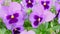 Close-up of bright purple flowers pansies moving on wind