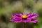 Close-up of a bright purple meadow flower with yellow pollen in summer in front of a meadow with bright spots of light as a