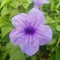 A close up of a bright purple Ruellia flower