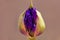 A close up of a bright purple tropical flower, hAlf-way open, on a grey background