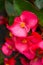 Close-up of a bright red blooming begonia flower