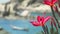 Close up of bright red blossom plumeria flowers in front of the ocean bay with some huge granite rocks and defocused