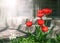 Close-up bright red flowers tulips in spring garden. Flower bed on a sunny day. Beautiful floral blurred background with house wal