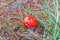 Close up of bright red Fly Agaric mushroom