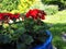 Close up  of bright red geranium in a blue ceramic flowerpot planter