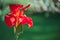 Close-up of a Bright red Indian Shot flower Canna Indica in a South American garden.