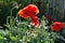 A close up of bright red poppies, growing in the garden. Flowers and buds of scarlet poppies