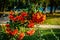 Close up of bright red pyracantha berries on tree