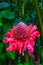 Close-up of a a bright red torch ginger growing wild in a rainforest.