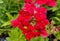 A close up of bright red Verbena flowers