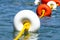 Close-up bright red and white coloers buoys on yellow rope on surface of the water. Depth marks. Safety on the water