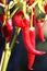 Close up of bright shining red pepper chili hanging on plant in the sun