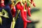 Close up of bright shining red pepper chili hanging on plant in the sun