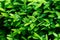 Close-up of bright shiny young green foliage of boxwood Buxus sempervirens with raindrops