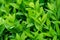 Close-up of bright shiny young green foliage of boxwood Buxus sempervirens with raindrops