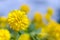 A close up of bright sunny yellow flower named cut-leaved coneflower Rudbeckia laciniata.