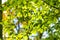 Close up of bright vibrant yellow leaves on a tree branches in autumn park. Detail of fall forest foliage