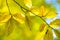 Close up of bright vibrant yellow leaves on a tree branches in autumn park. Detail of fall forest foliage