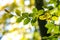 Close up of bright vibrant yellow leaves on a tree branches in autumn park. Detail of fall forest foliage