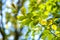 Close up of bright vibrant yellow leaves on a tree branches in autumn park. Detail of fall forest foliage