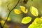 Close up of bright vibrant yellow leaves on a tree branches in autumn park. Detail of fall forest foliage