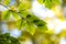 Close up of bright vibrant yellow leaves on a tree branches in autumn park. Detail of fall forest foliage