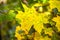 Close up of bright vibrant yellow leaves on a tree branches in autumn park. Detail of fall forest foliage