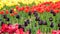 Close-up of bright vivid yellow, red and rare black color tulips in flower bed. defocused red fluffy tulips on the foreground.