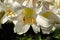 A close up of bright white flower of trumpet lily `Regale` (Lilium regale) in the garden