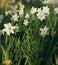 Close up of bright white yellow colored narcissus patch in April