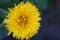 Close up of bright yellow asteraceae dandelion