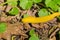 Close up of bright yellow Banana Slug eating a leaf on the forest floor, California