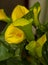 Close-up of Bright Yellow Calla Lilies
