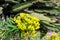 Close up of bright yellow cluster flowers