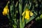 Close up of bright yellow daffodil blooming in a sunny spot in a shady garden