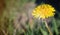Close up of bright yellow dandelion flower in the meadow, close up, copy space.