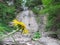 Close-up of a bright yellow flower Telekia speciose and lush green leaves against a cliff, waterfall and green plants, Carpathia