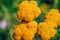 Close up bright yellow flowers of Achillea Alpina