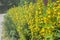 Close-up of bright yellow flowers of the Lysimachia punctata plant. Texture. Treatment plant. Landscape design