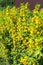 Close-up of bright yellow flowers of the Lysimachia punctata plant. Texture. Treatment plant. Landscape design