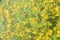 Close-up of bright yellow flowers of the Lysimachia punctata plant. Texture. Treatment plant. Landscape design