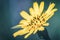 Close-up of a bright yellow Goatsbeard Salsify flower agains
